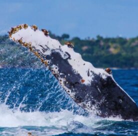 Whale Watching in Cabo