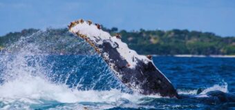 Whale Watching in Cabo