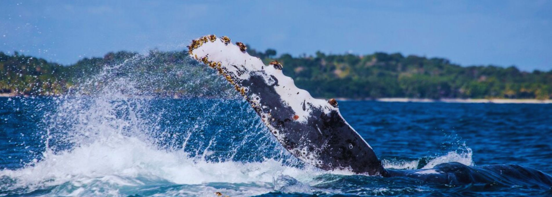 Whale Watching in Cabo