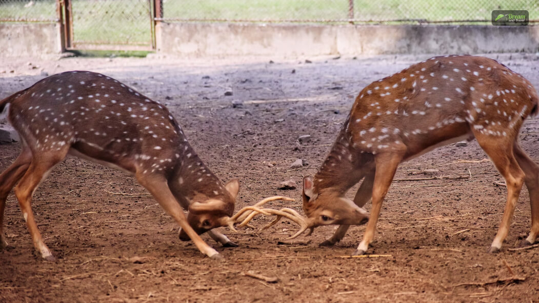 Alipore Zoological Garden