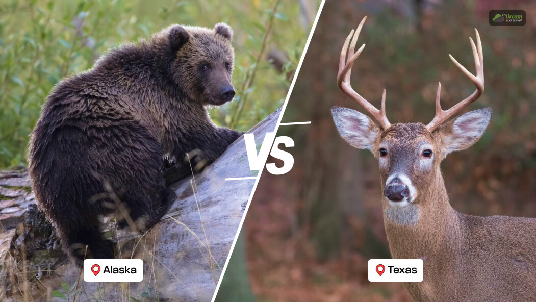 Alaska Vs Texas Wildlife