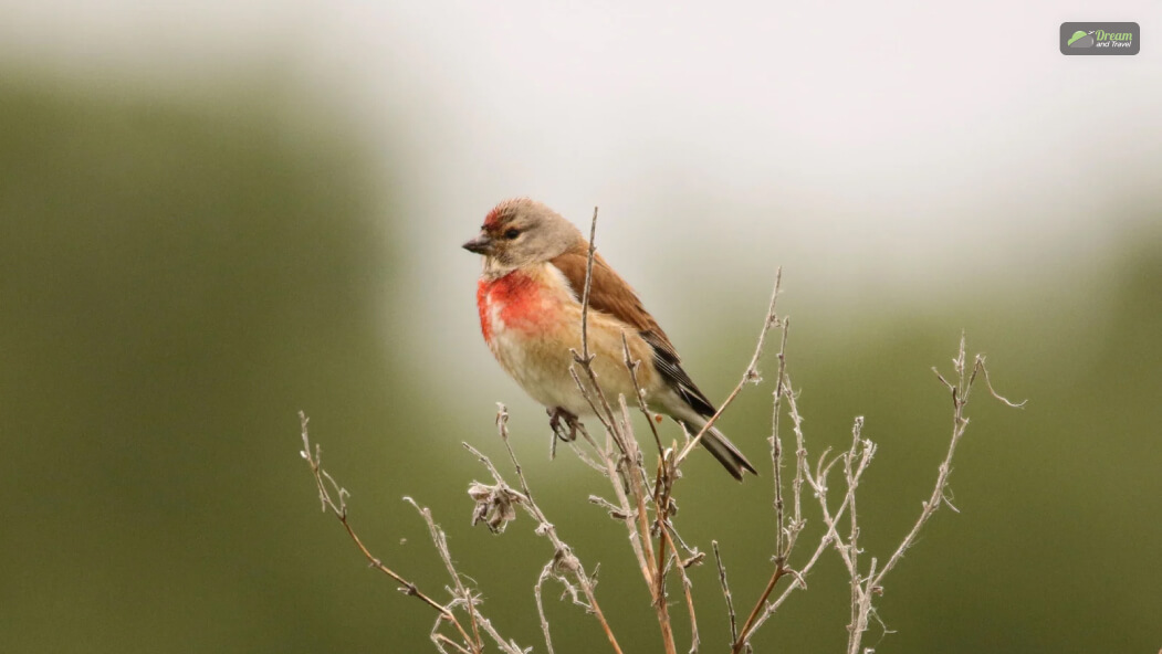 Yemen Wildlife_ Know The Country Name Start With Y